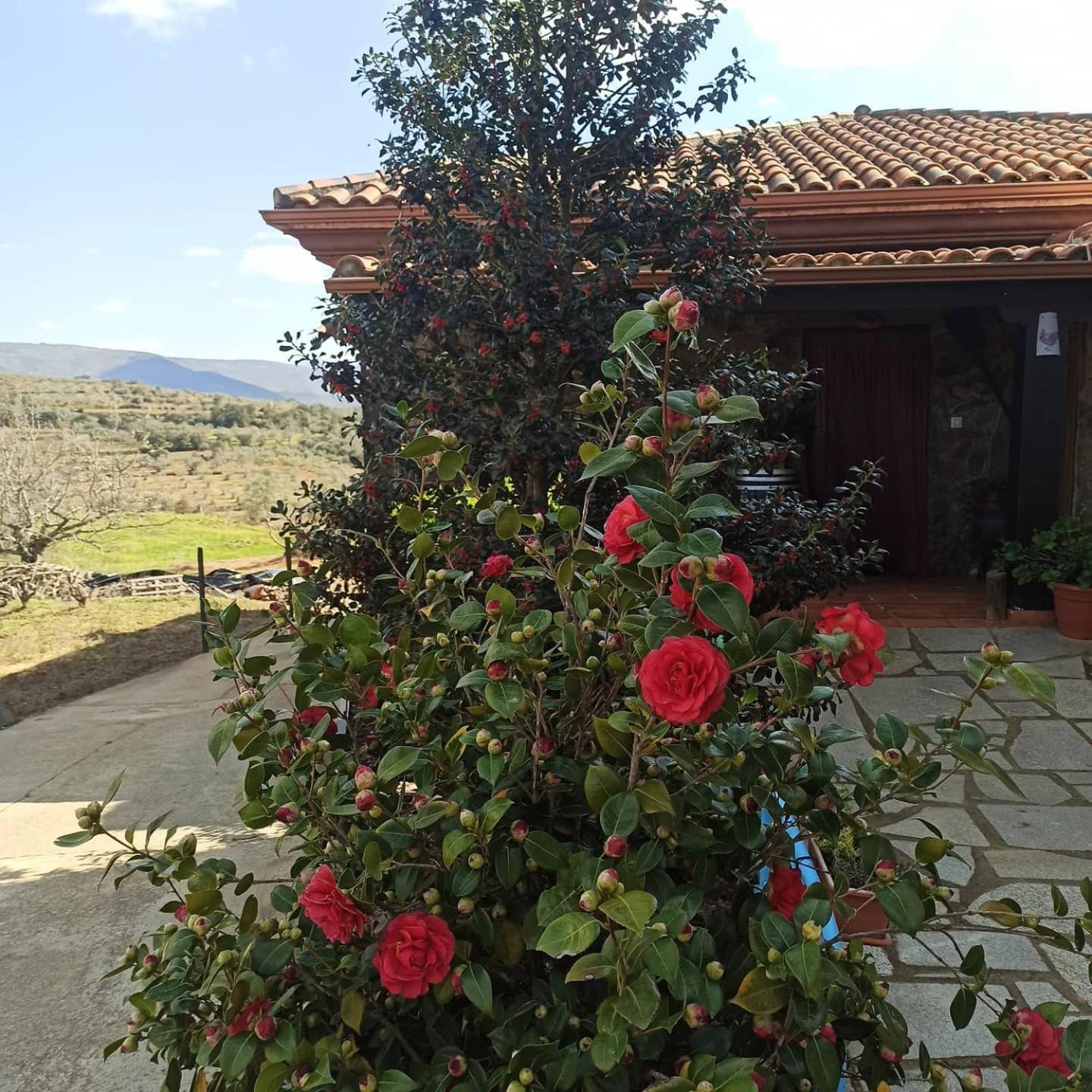Casa Rural Los Olivos Sotoserrano Екстериор снимка